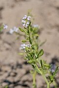 David Plant Photography - Wildlife Photography - Sea rocket - I