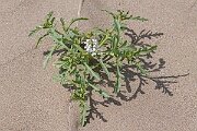 David Plant Photography - Wildlife Photography - Sea rocket - K
