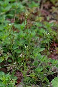 David Plant Photography - Wildlife Photography - Wavy bittercress - C