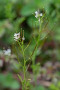 David Plant Photography - Wildlife Photography - Wavy bittercress - D