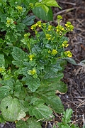 David Plant Photography - Wildlife Photography - Wintercress - E