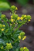David Plant Photography - Wildlife Photography - Wintercress - F