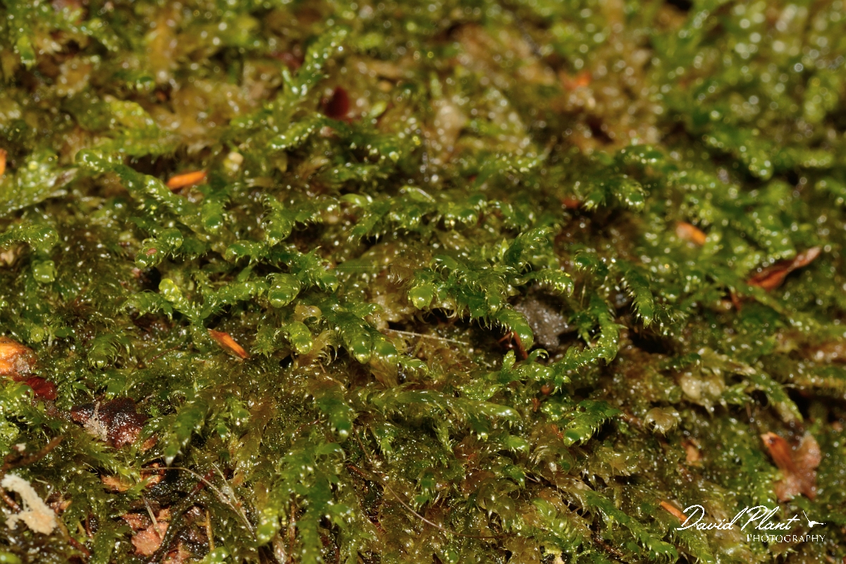 DP Photography - Wildlife Photography - Cypress-leaved plait-moss, Hypnum cupressiforme - B.jpg - Cypress-leaved plait-moss, Hypnum cupressiforme - Cambridgeshire