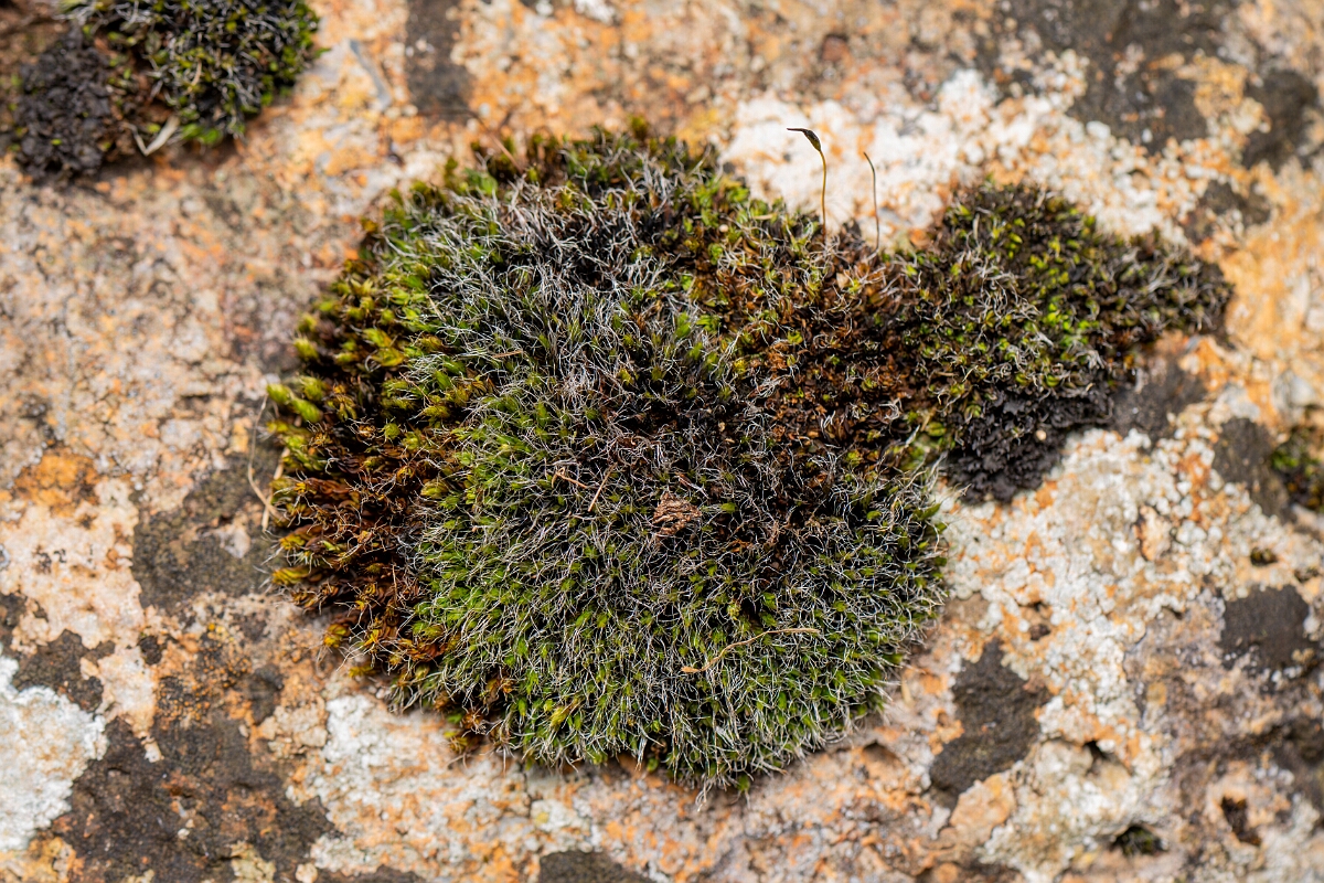 David Plant Photography - Wildlife Photography - Grey-cushioned grimmia, Grimmia pulvinata - G.jpg - Grey-cushioned grimmia, Grimmia pulvinata - Cotswolds