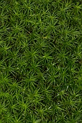 David Plant Photography - Wildlife Photography - Bank haircap, Polytrichastrum formosum - A