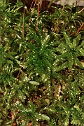 David Plant Photography - Wildlife Photography - Common smoothcap, Atrichum undulatum - A