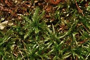 David Plant Photography - Wildlife Photography - Common smoothcap, Atrichum undulatum - vB