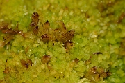 David Plant Photography - Wildlife Photography - Compact bog-moss, Sphagnum compactum - B