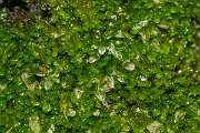 David Plant Photography - Wildlife Photography - Forked veilwort, Metzgeria furcata - A