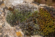 David Plant Photography - Wildlife Photography - Grey-cushioned grimmia, Grimmia pulvinata - F