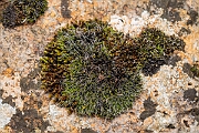 David Plant Photography - Wildlife Photography - Grey-cushioned grimmia, Grimmia pulvinata - G