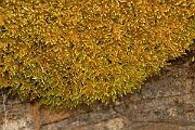 David Plant Photography - Wildlife Photography - Hypnum lacunosum - B
