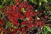 David Plant Photography - Wildlife Photography - Pale thread-moss, Bryum pallens - A
