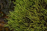 David Plant Photography - Wildlife Photography - Philonotis fontana - D