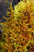 David Plant Photography - Wildlife Photography - Pointed spear-moss, Calliergonella cuspidata - A