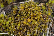 David Plant Photography - Wildlife Photography - Sand-hill screw-moss, Tortula ruralis subsp ruraliformis - C