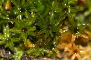David Plant Photography - Wildlife Photography - Swan's-neck thyme-moss, Mnium hornum - B
