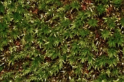 David Plant Photography - Wildlife Photography - Swan's-neck thyme-moss, Mnium hornum - D
