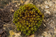 David Plant Photography - Wildlife Photography - Wall screw-moss, Tortula muralis - C