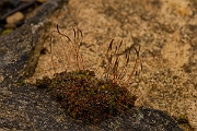 David Plant Photography - Wildlife Photography - Wall screw-moss, Tortula muralis - D