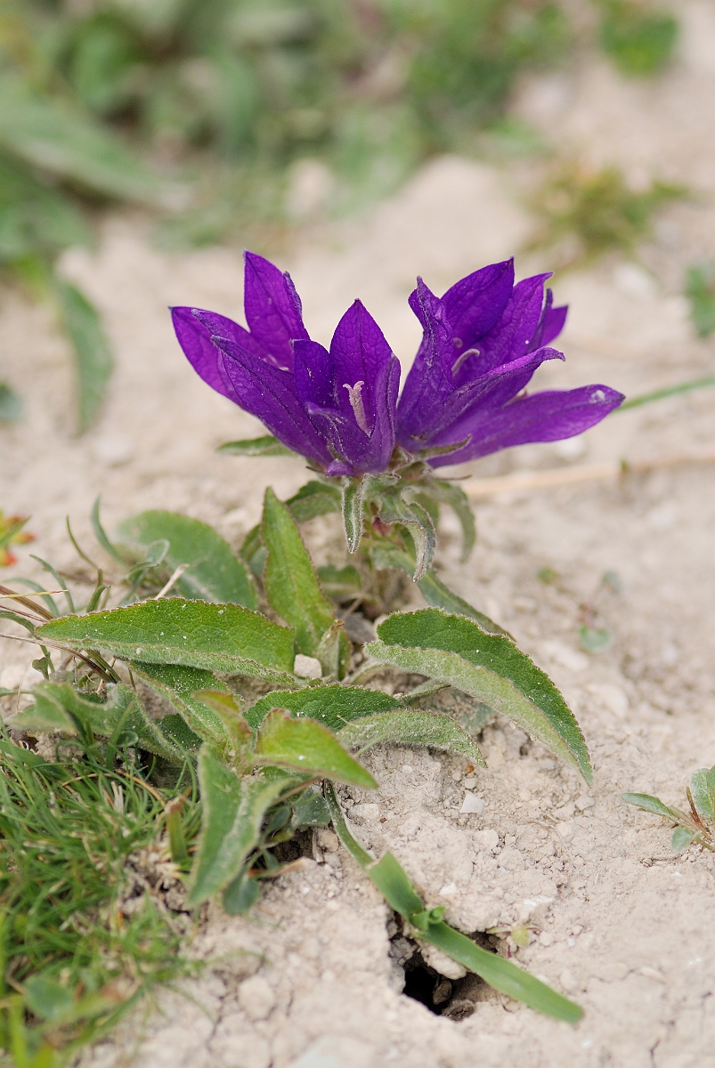 David Plant Photography - Wildlife Photographer - Clustered bellflower - C.jpg - Clustered bellflower - Bedfordshire