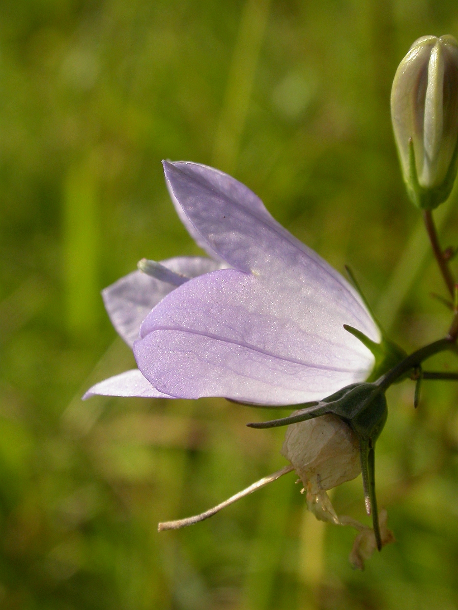 David Plant Photography - Wildlife Photographer - Harebell flower - A.jpg - Harebell flower - Somerset