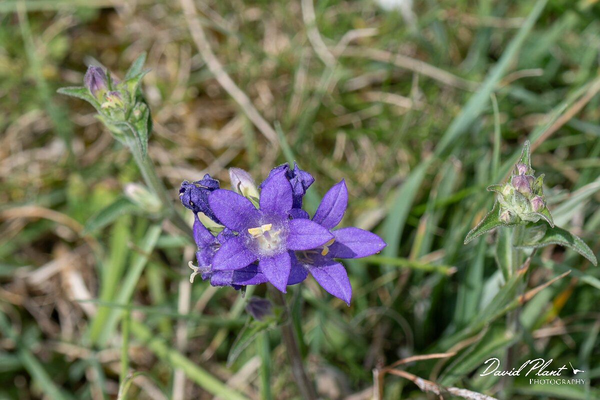 David Plant Photography - Wildlife Photography - Clustered bellflower - G.jpg - Clustered bellflower, Campanula glomerata - Wiltshire