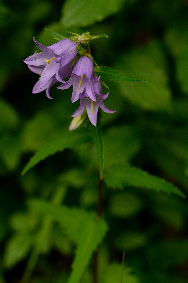 David Plant Photography - Wildlife Photography - Nettle-leaved bellflower - A.jpg - Nettle-leaved bellflower - Oxfordshire