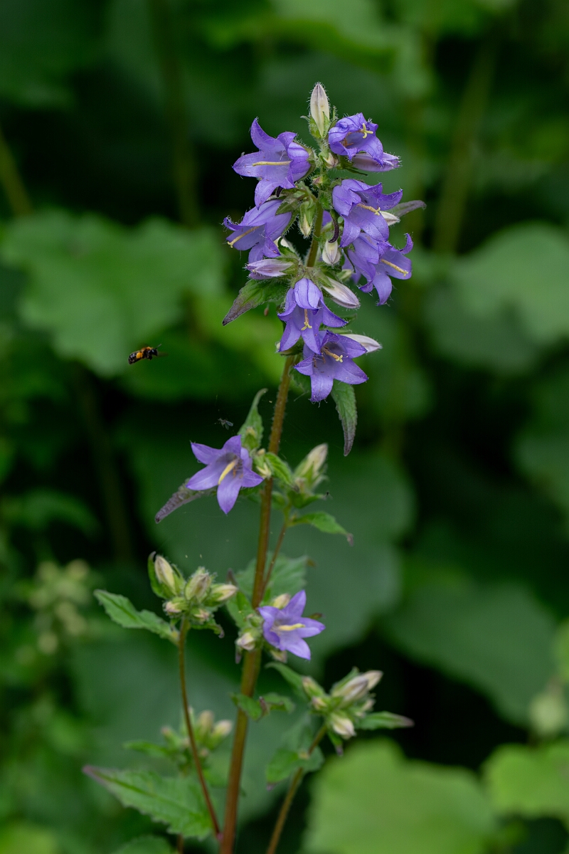 David Plant Photography - Wildlife Photography - Nettle-leaved bellflower - B.jpg - Nettle-leaved bellflower - Cotswolds