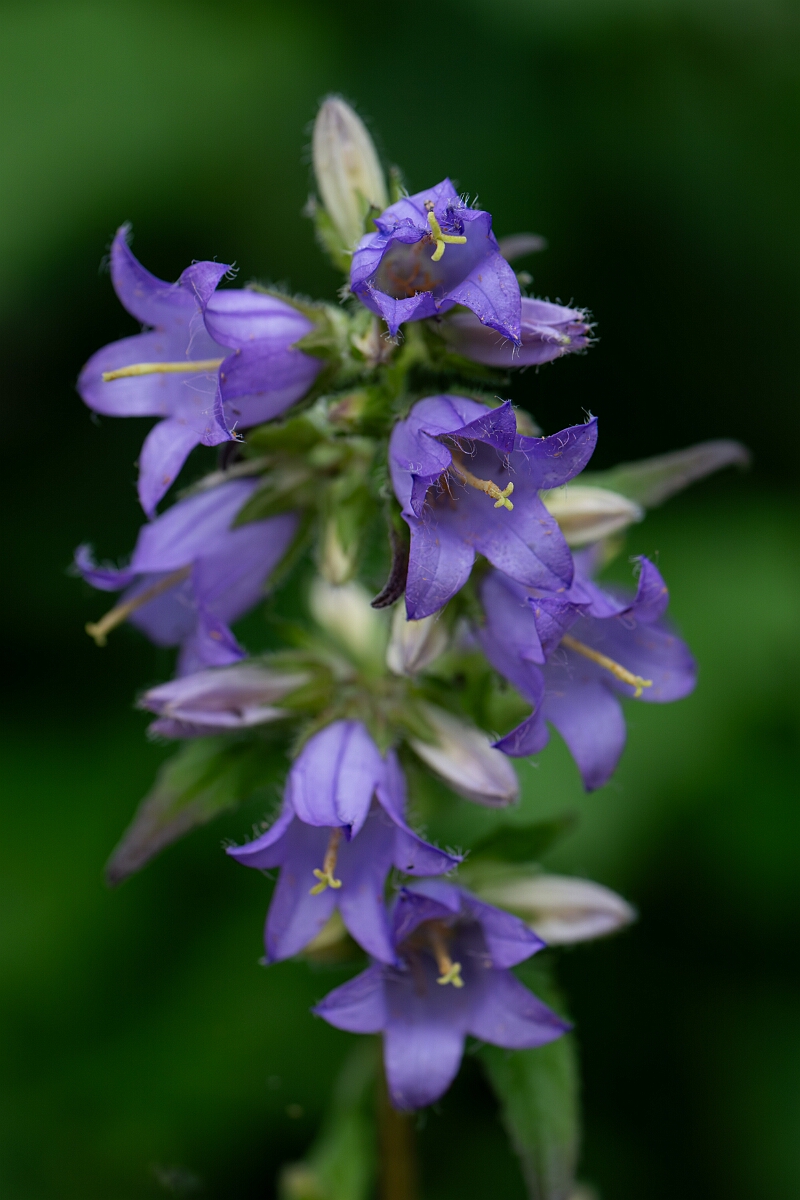 David Plant Photography - Wildlife Photography - Nettle-leaved bellflower - C.jpg - Nettle-leaved bellflower - Cotswolds