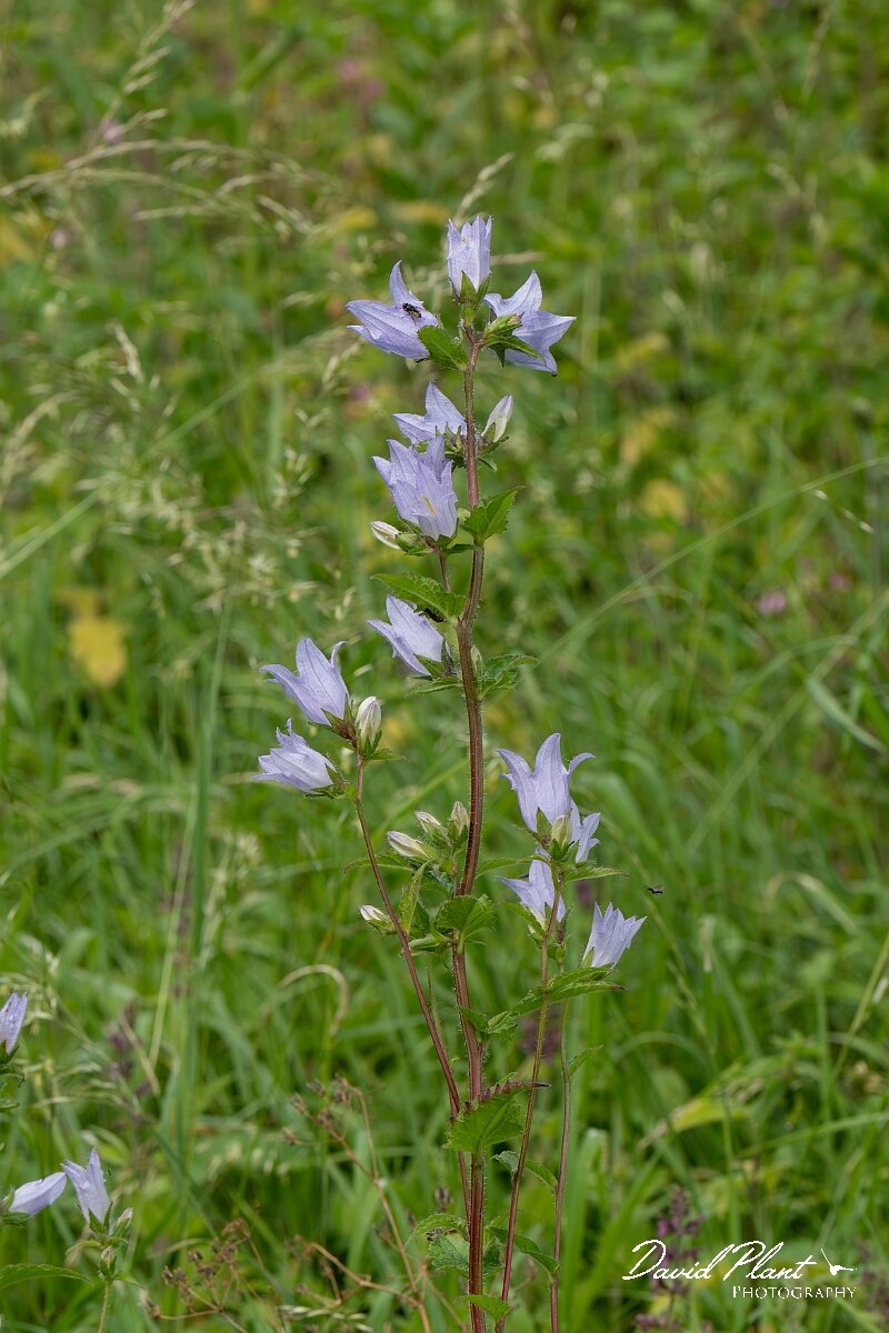 David Plant Photography - Wildlife Photography - Nettle-leaved bellflower - D.jpg - Nettle-leaved bellflower, Campanula trachelium, plant - Gloucestershire