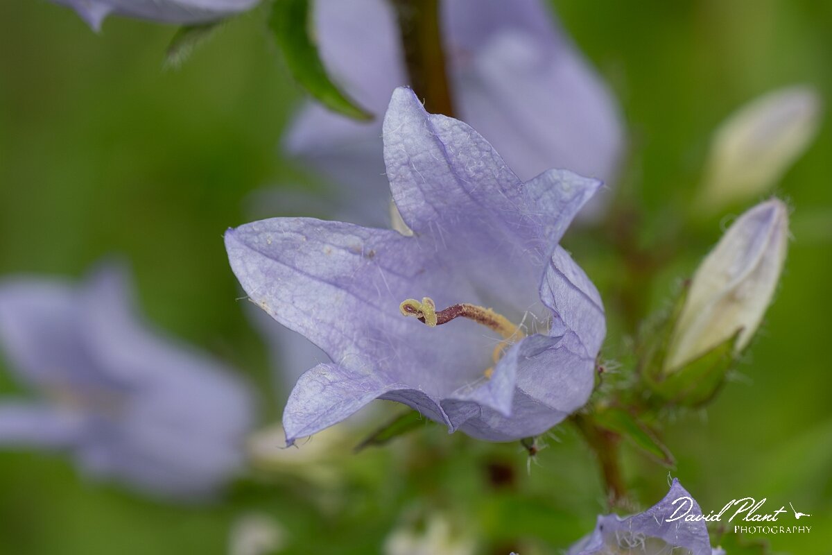 David Plant Photography - Wildlife Photography - Nettle-leaved bellflower - E.jpg - Nettle-leaved bellflower, Campanula trachelium, flower - Gloucestershire