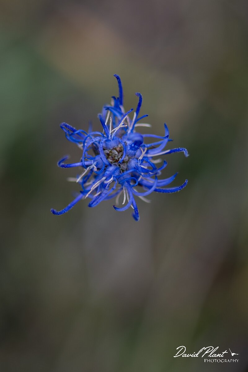 David Plant Photography - Wildlife Photography - Round-headed rampion - A.jpg - Round-headed rampion, Phyteuma orbiculare - Wiltshire