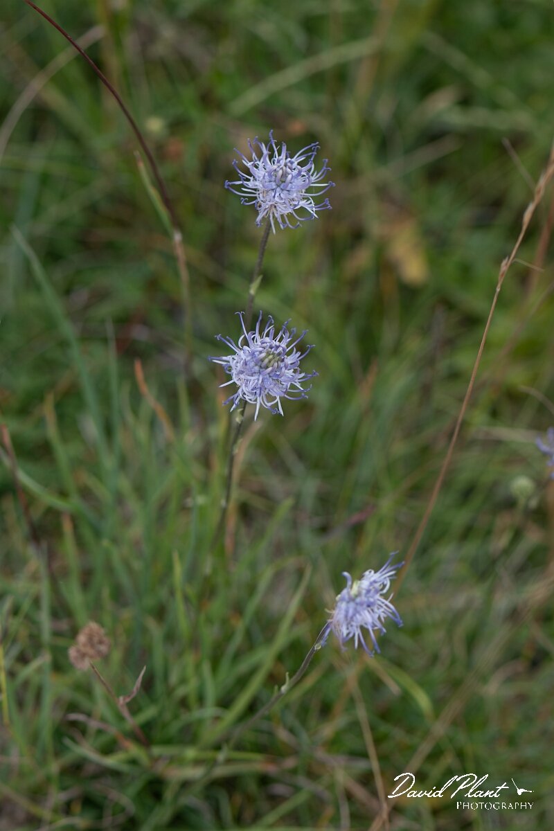 David Plant Photography - Wildlife Photography - Round-headed rampion - B.jpg - Round-headed rampion, Phyteuma orbiculare - Wiltshire