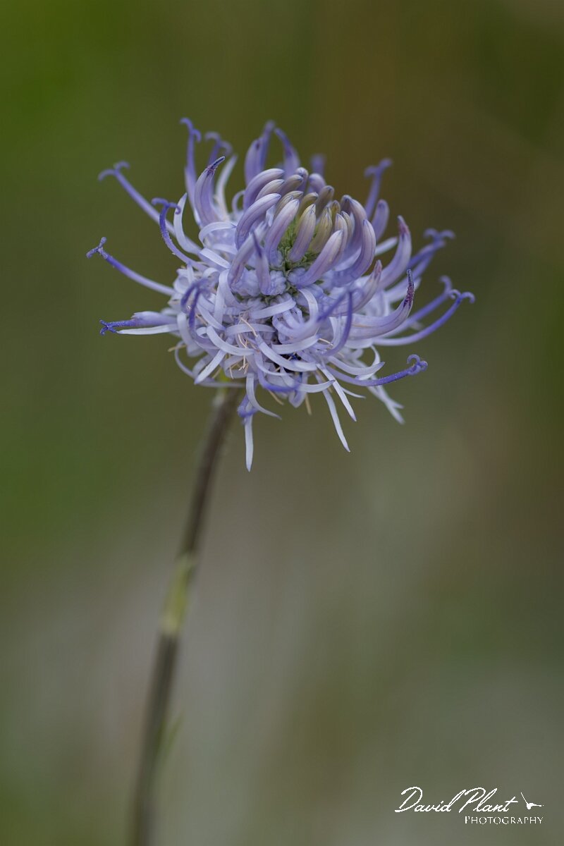 David Plant Photography - Wildlife Photography - Round-headed rampion - C.jpg - Round-headed rampion, Phyteuma orbiculare - Wiltshire
