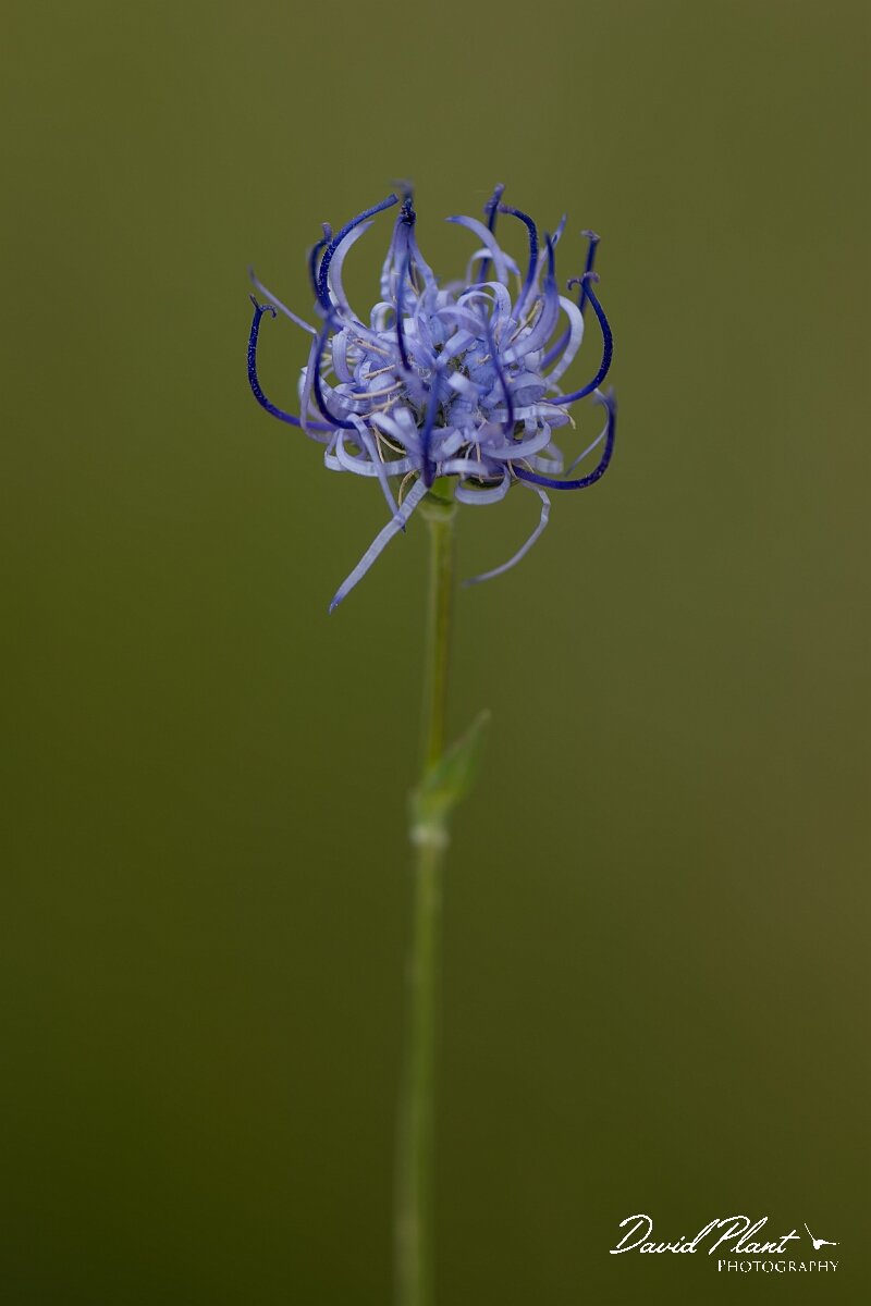 David Plant Photography - Wildlife Photography - Round-headed rampion - D.jpg - Round-headed rampion, Phyteuma orbiculare - Wiltshire