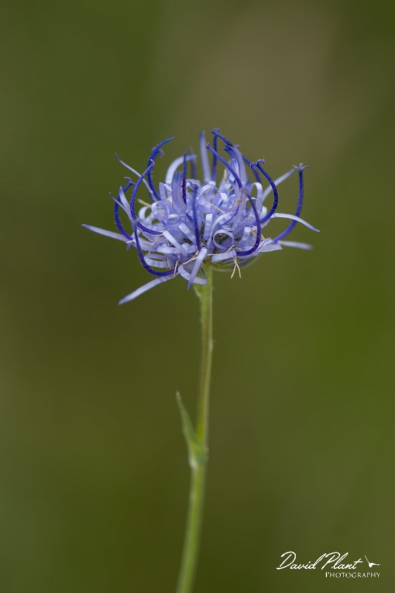 David Plant Photography - Wildlife Photography - Round-headed rampion - E.jpg - Round-headed rampion, Phyteuma orbiculare - Wiltshire