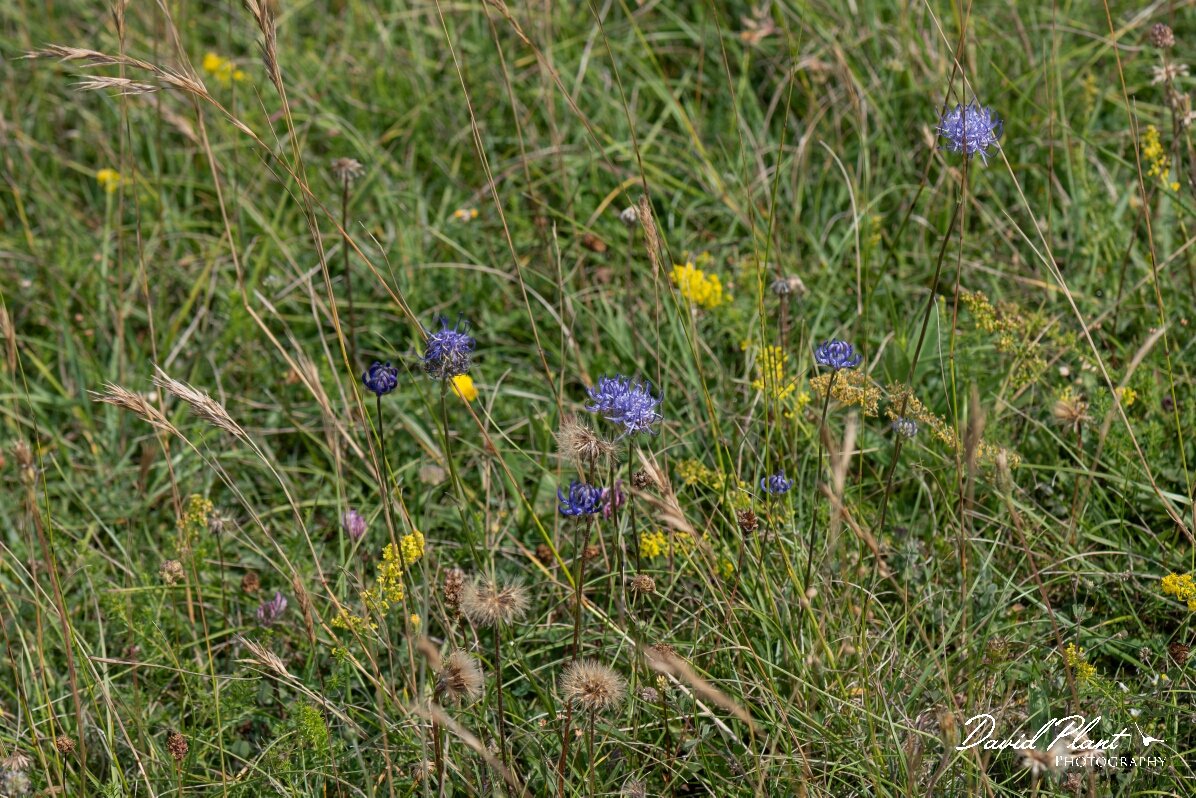David Plant Photography - Wildlife Photography - Round-headed rampion - F.jpg - Round-headed rampion, Phyteuma orbiculare, plants - Wiltshire