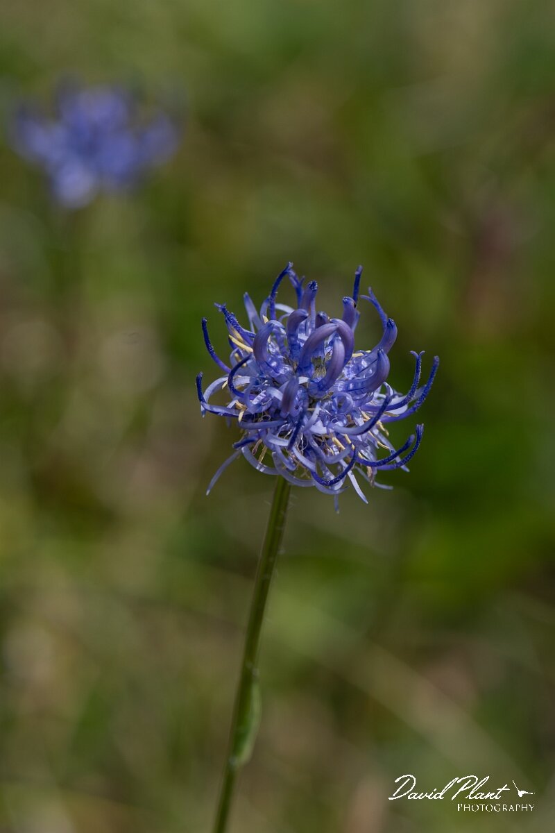 David Plant Photography - Wildlife Photography - Round-headed rampion - G.jpg - Round-headed rampion, Phyteuma orbiculare - Wiltshire