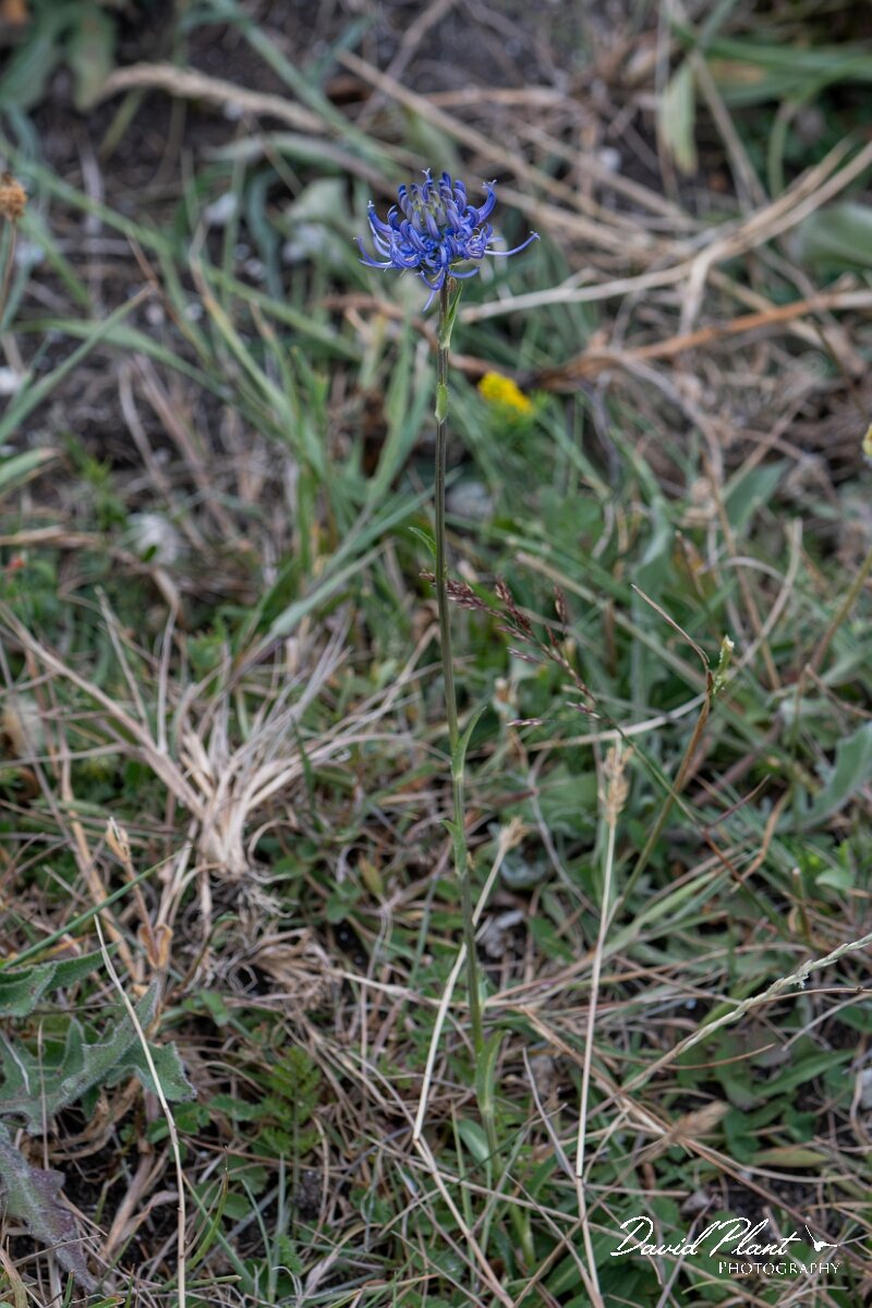 David Plant Photography - Wildlife Photography - Round-headed rampion - H.jpg - Round-headed rampion, Phyteuma orbiculare, plant - Wiltshire