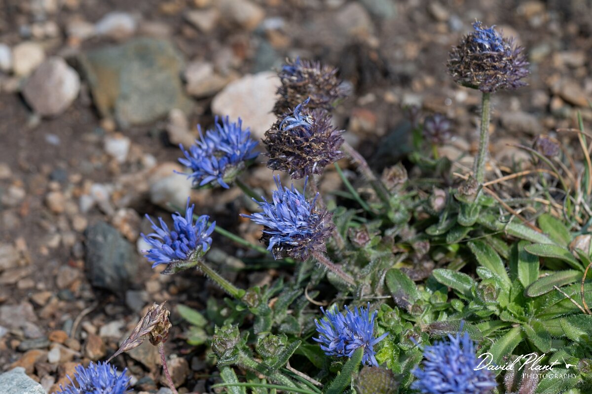 David Plant Photography - Wildlife Photography - Sheepsbit - D.jpg - Sheepsbit, Jasione montana - Angelsey
