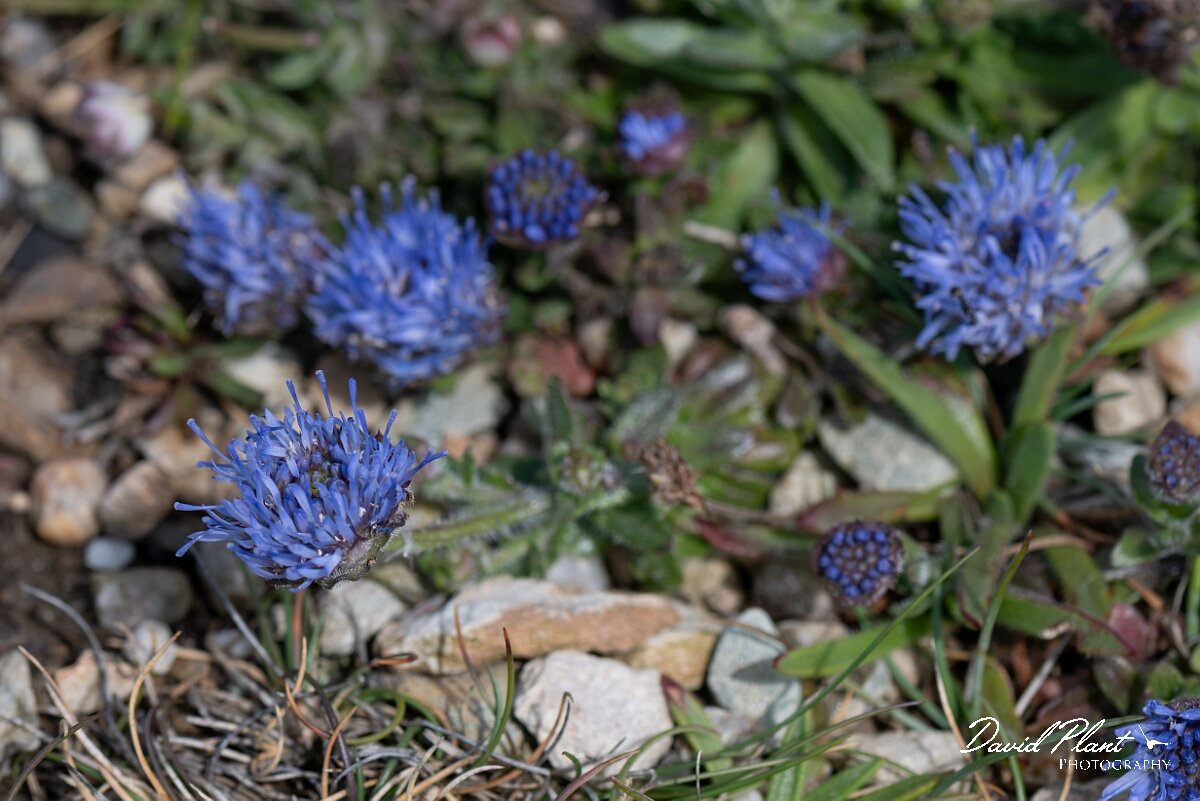 David Plant Photography - Wildlife Photography - Sheepsbit - E.jpg - Sheepsbit, Jasione montana - Angelsey