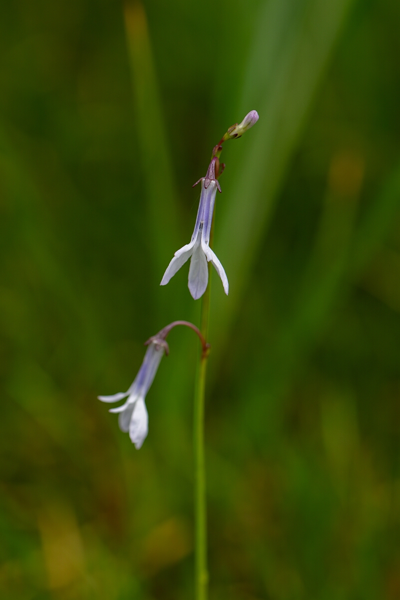 David Plant Photography - Wildlife Photography - Water lobelia - B.jpg - Water lobelia - Highland