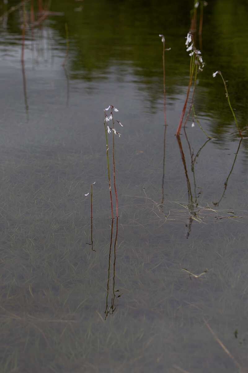 David Plant Photography - Wildlife Photography - Water lobelia - K.jpg - Water lobelia - Highland
