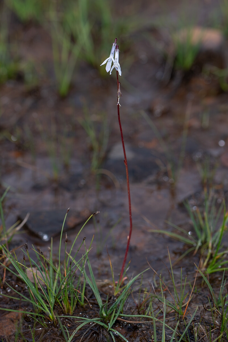David Plant Photography - Wildlife Photography - Water lobelia - P.jpg - Water lobelia - Cairngorms