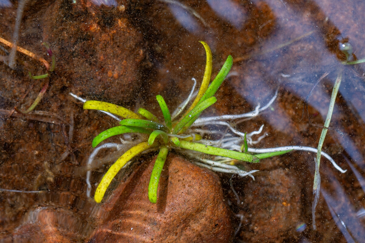 David Plant Photography - Wildlife Photography - Water lobelia - T.jpg - Water lobelia - Cairngorms
