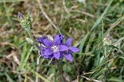 David Plant Photography - Wildlife Photography - Clustered bellflower - G