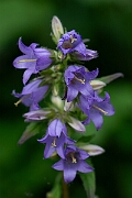 David Plant Photography - Wildlife Photography - Nettle-leaved bellflower - C