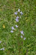David Plant Photography - Wildlife Photography - Nettle-leaved bellflower - D