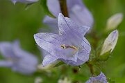 David Plant Photography - Wildlife Photography - Nettle-leaved bellflower - E